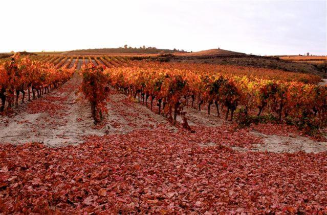 Maison Vigneronne De Bonne Maman - Climatisee Cesseras 外观 照片